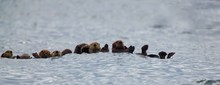 Sea Otter Line