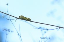 Schwalbenschwanz Raupe