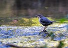 Junge Wasseramsel