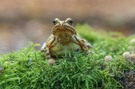 Junger Grasfrosch