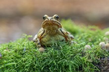 Junger Grasfrosch