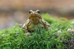 Junger Grasfrosch