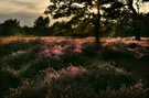 Heidelandschaft ...,