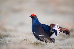 Birkhuhn