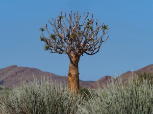 Aloe