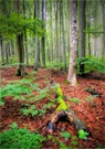 Rotbuchen