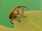Faszination Eichelbohrer