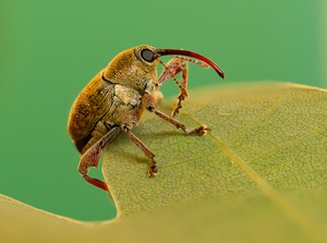 Faszination Eichelbohrer