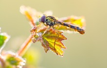 Schwebefliege