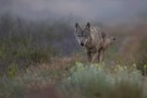 Wolf überarbeitet