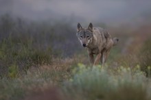 Wolf überarbeitet