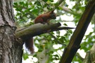 Sciurus vulgaris