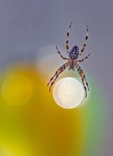 Wächter des Lichts