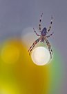 Wächter des Lichts