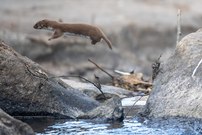 Mauswiesel im Flug