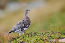 Alpenschneehuhn