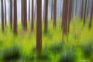 Waldwischer mit mit Nebelsuppe