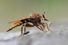 Hornissenraubfliege  ( Asilus crabroniformis )