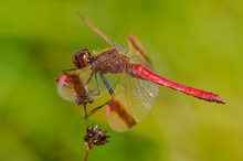 40b: Gebänderte Heidelibelle (Männchen)