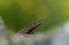 Versteckt zwischen Steinen