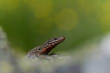 Versteckt zwischen Steinen