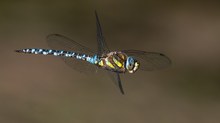 Herbstmosaikjungfer im Vorbeiflug