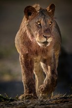 Junges Männchen