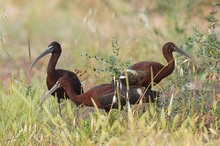Brauner Sichler – Plegadis falcinellus