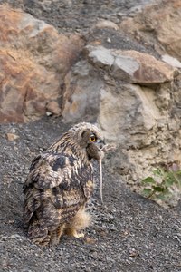 Leckerbissen