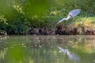 Morgens am Weiher