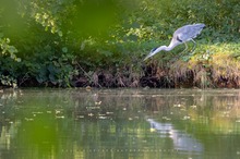 Morgens am Weiher