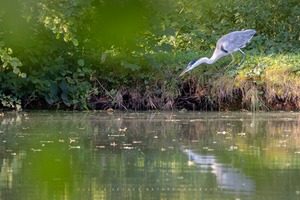 Morgens am Weiher