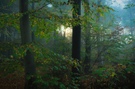 Frühmorgens im Wald