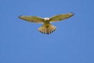 Turmfalke