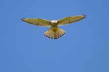 Turmfalke