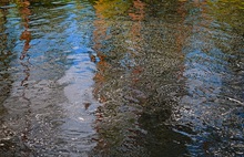 Wimmelmalbild