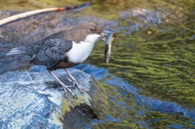 Wasseramsel mit einer Bachschmerle