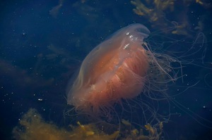 Schwebende Schönheit
