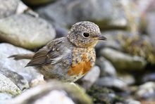 Juveniles Rotkehlchen