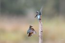 Eisvogel