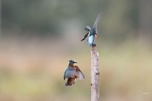 Eisvogel