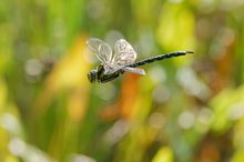 Mosaikjungfer im Flug