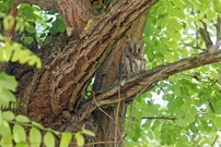 Versteckt