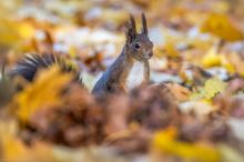 Kleiner Wächter im Blättermeer