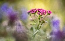 Schafgarbe und Flockenblume (Altglas)