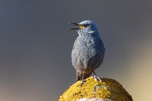 Blaumerle juvenil – Monticola solitarius