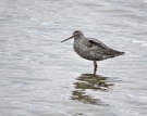 Dunkler Wasserläufer
