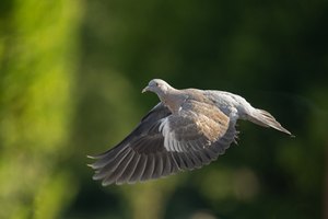 Ringeltaube