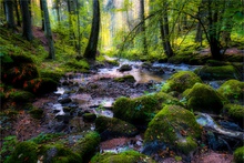 Bayerwaldbach ...