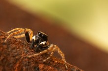 Menemerus semilimbatus